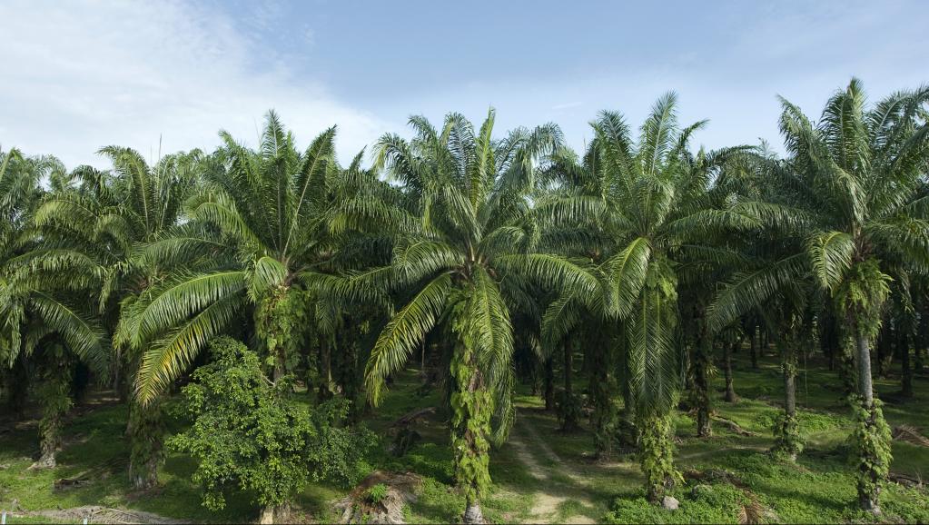 Investir plus de 100.000€ en Afrique et démarrer une entreprise Investir plus de 100.000€ en Afrique et démarrer une entreprise