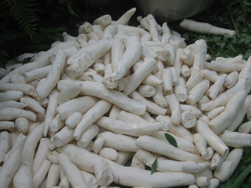 Creation d'unité de production de manioc précuit – stérilisé et emballé sous vide Creation d'unité de production de manioc précuit – stérilisé et emballé sous vide