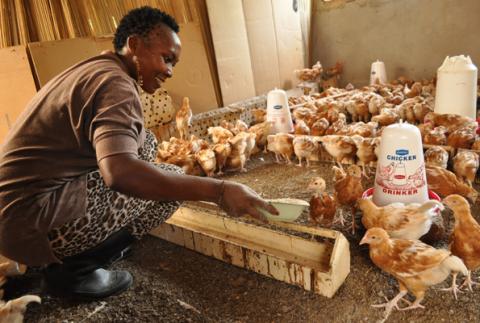 Vente de volailles à la ferme