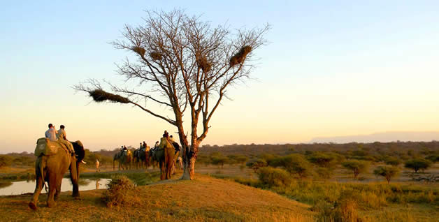 Parcours d'aventure dans les arbres en Afrique Parcours d'aventure dans les arbres en Afrique