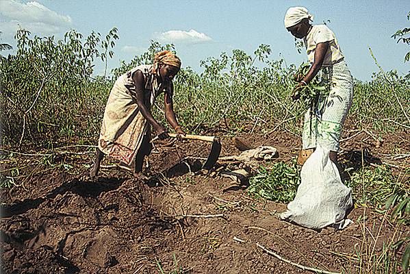 Modernisation de l’Agriculture en Afrique