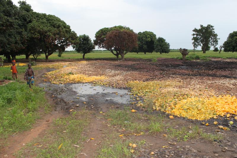 La produzione et tranformation de la mangue en Africa La produzione et tranformation de la mangue en Africa