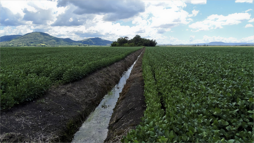 Investir dans la transformation des graines de soja en Afrique