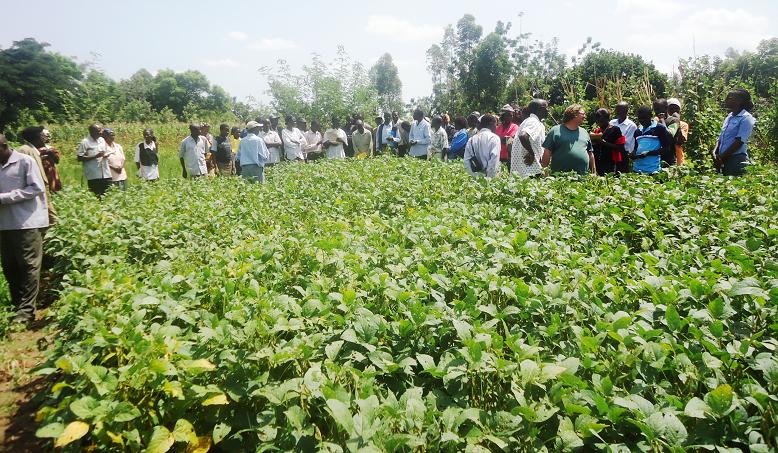 Investir dans la transformation des graines de soja en Afrique