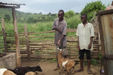 Vente de chèvres à la ferme