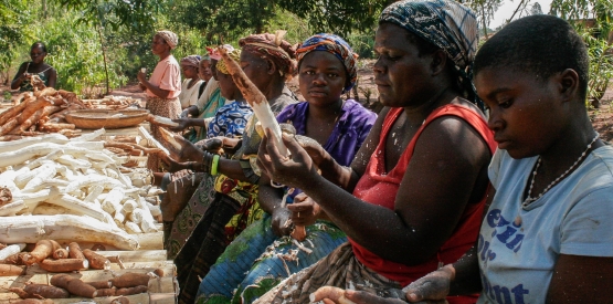 Creation d'industries de transformation du manioc en Afrique