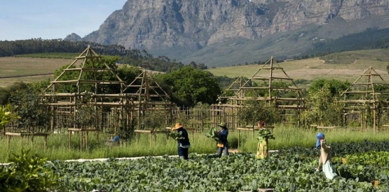 Création de périmètres maraîchers en Afrique