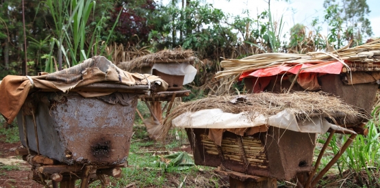 Appui à la filière miel en Afrique