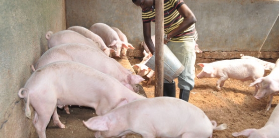 Construction d’une porcherie en Afrique