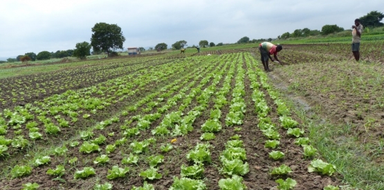 Promotion de l’agroforesterie en afrique
