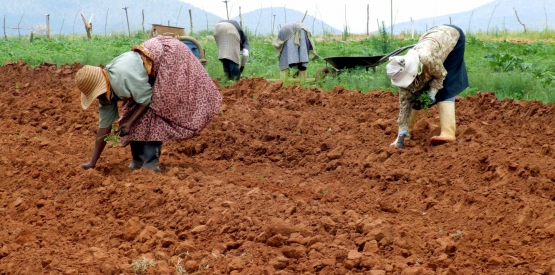 Modernisation de l’Agriculture